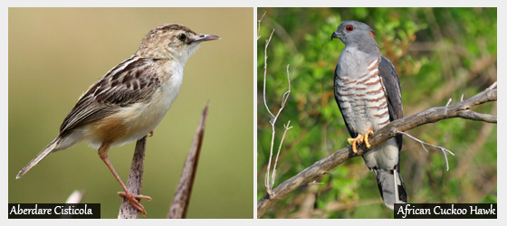 Bird watching safaris in kenya