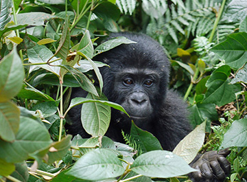 Gorilla Safari Inner