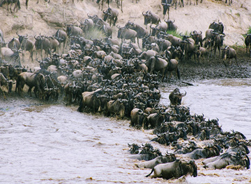 wildebeest migration starts early