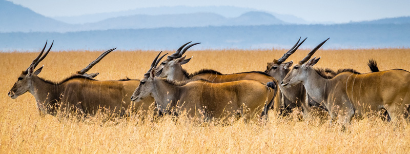 best time to visit kenya