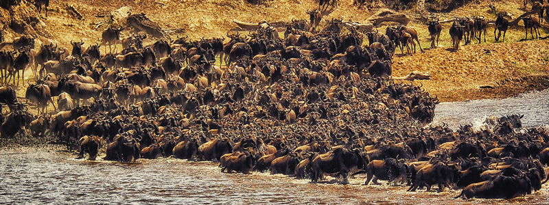 wildebeest migration