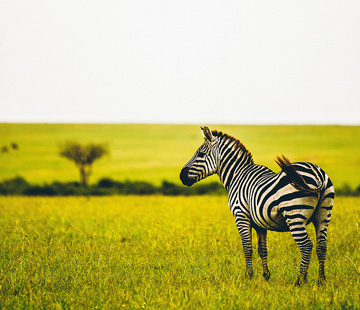 Luxury Kenya Safari - Luxury Safaris