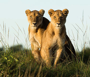 Kenya Safari Packages - Luxury Safaris