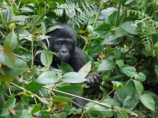 Uganda Gorilla Trekking Safaris -  Gorilla Flying Safari