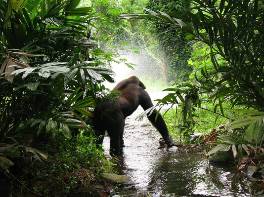 Uganda Gorilla Trekking Safaris